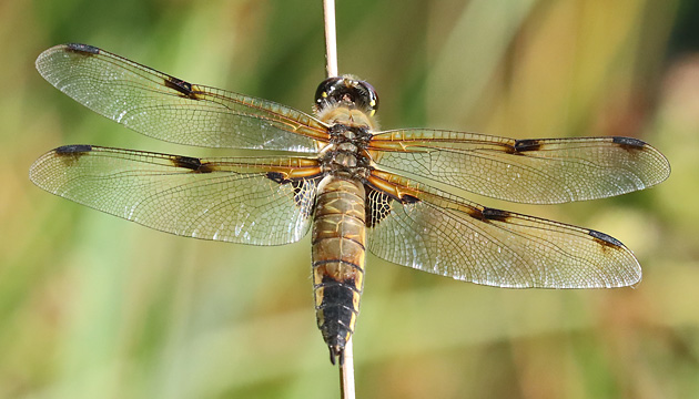 Libellula quadrimaculata (2.6.2022) Libellula quadrimaculata