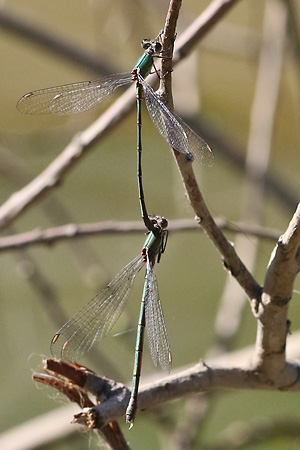 Gem. Weidenjungfer (Chalcolestes/Lestes viridis, 12.9.2022) Chalcolestes/Lestes viridis