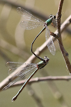 Gem. Weidenjungfer (Chalcolestes/Lestes viridis, 12.9.2022) Chalcolestes/Lestes viridis
