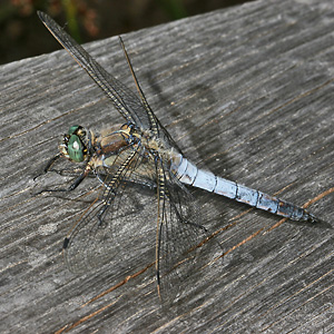 Großer Blaupfeil (Orthetrum cancellatum, 2.7.2006) Orthetrum cancellatum
