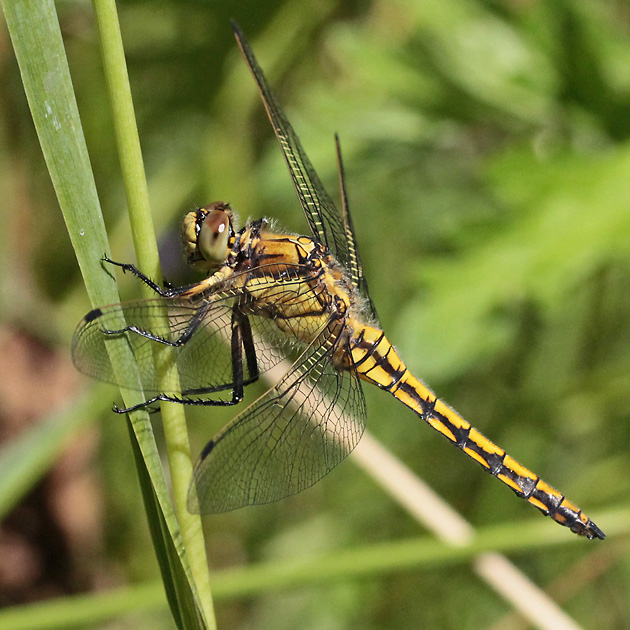 Orthetrum cancellatum (10.7.2015) Orthetrum cancellatum