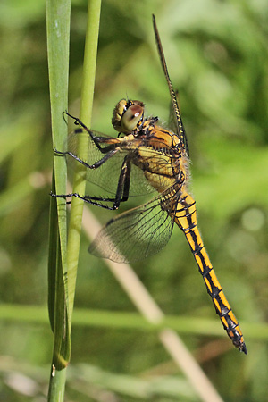 Großer Blaupfeil (Orthetrum cancellatum, 10.7.2015) Orthetrum cancellatum