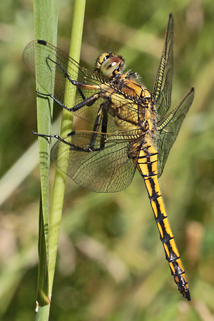 Großer Blaupfeil (Orthetrum cancellatum, 10.7.2015) Orthetrum cancellatum