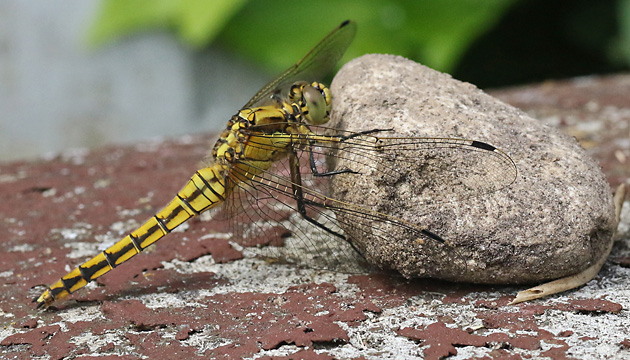 Orthetrum cancellatum (25.6.2017) Orthetrum cancellatum