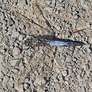 Großer Blaupfeil (Orthetrum cancellatum, 7.8.2017) Orthetrum cancellatum