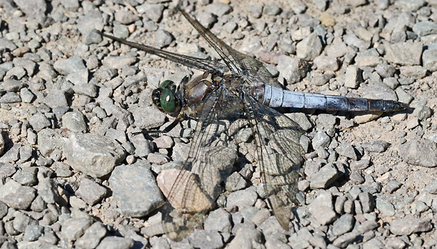 Orthetrum cancellatum (7.8.2017) Orthetrum cancellatum