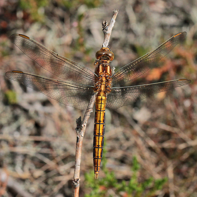 Orthetrum coerulescens (9.8.2013) Orthetrum coerulescens