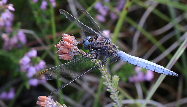 Orthetrum cancellatum (20.8.2016) Orthetrum coerulescens