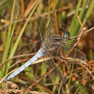 Kleiner Blaupfeil (Orthetrum coerulescens, 20.8.2016) Orthetrum coerulescens