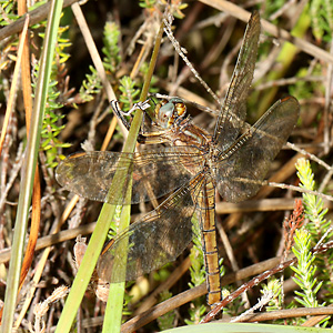 Kleiner Blaupfeil (Orthetrum coerulescens, 20.8.2016) Orthetrum coerulescens