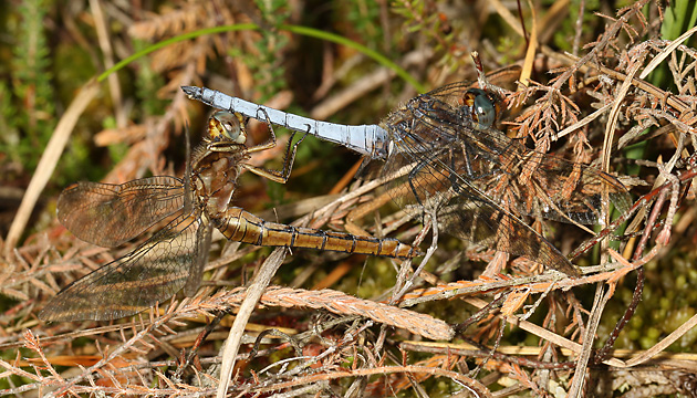 Orthetrum cancellatum (20.8.2016) Orthetrum coerulescens