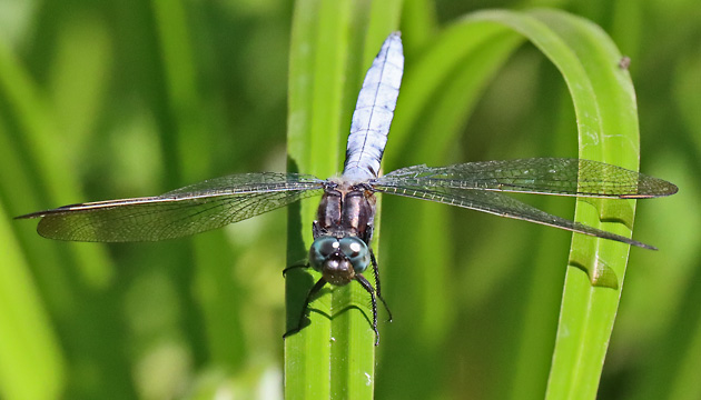 Orthetrum cancellatum (28.6.2025) Orthetrum coerulescens