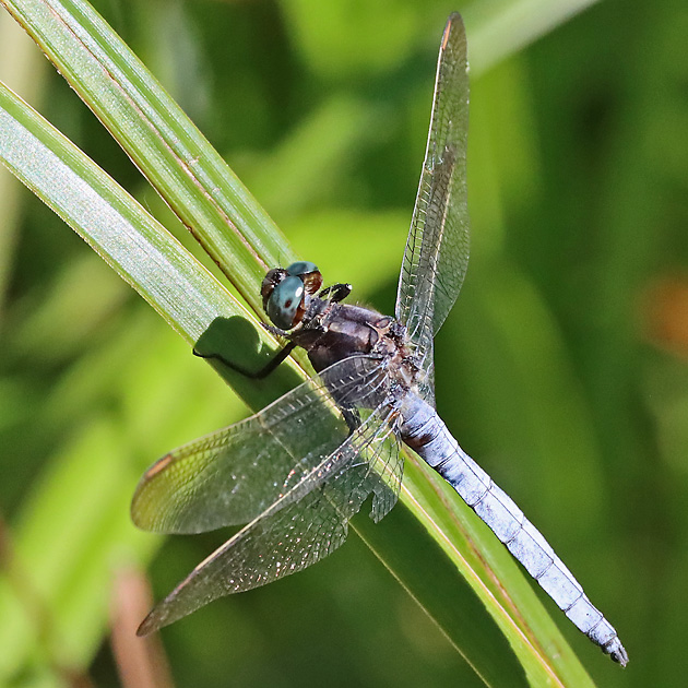 Orthetrum cancellatum (28.6.2025) Orthetrum coerulescens