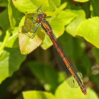Frühe Adonislibelle W (Pyrrhosoma nymphula, 31.5.2019) Pyrrhosoma nymphula