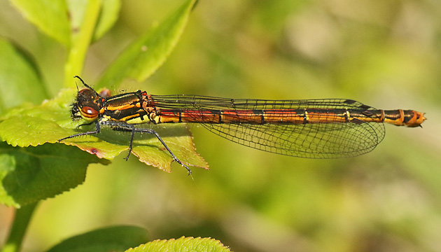 Pyrrhosoma nymphula W (31.5.2019) Pyrrhosoma nymphula