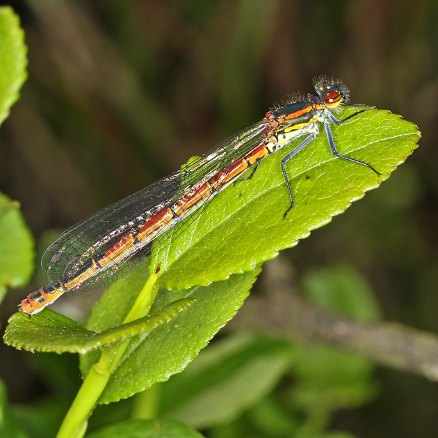Pyrrhosoma nymphula (2.6.2019) Pyrrhosoma nymphulae