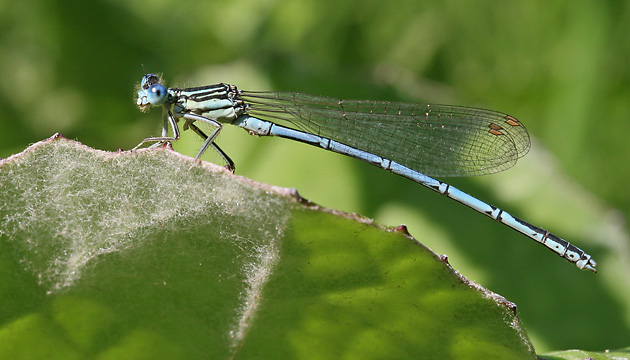 Platycnemis pennipes (2.7.2006) Platycnemis pennipes