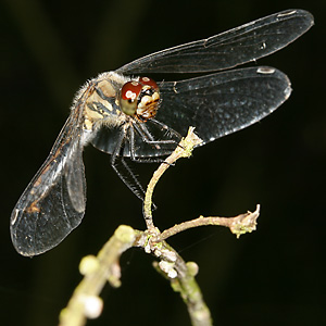Schwarze Heidelibelle (Sympetrum danae, 30.8.2008) Sympetrum danae