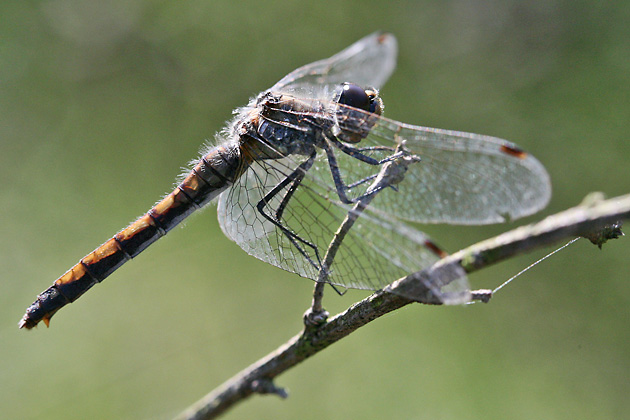 Sympetrum danae (30.8.2008) Sympetrum danae