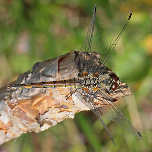 Schwarze Heidelibelle (Sympetrum danae, 05.08.2014) Sympetrum danae