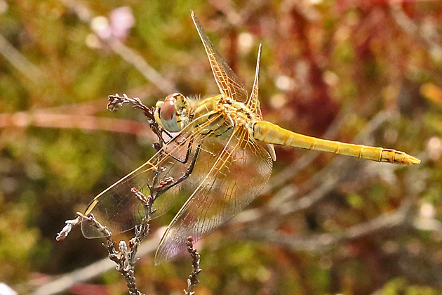 Frühe Heidelibelle (Sympetrum fonscolombii, 11.9.2019) Sympetrum fonscolombii
