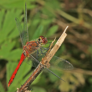 Blutrote Heidelibelle (Sympetrum sanguinieum, 19.7.2006) Sympetrum sanguinieum