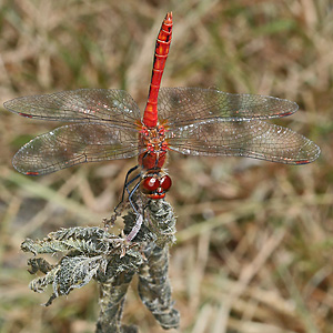 Blutrote Heidelibelle (Sympetrum sanguinieum, 21.7.2006) Sympetrum sanguinieum