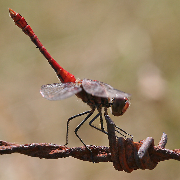 Blutrote Heidelibelle (Sympetrum sanguinieum, 21.7.2006) Sympetrum sanguinieum