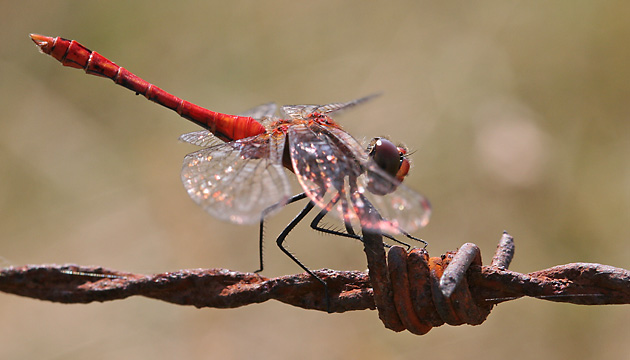 Blutrote Heidelibelle (Sympetrum sanguinieum, 21.7.2006) Sympetrum depressiusculum