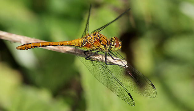 Blutrote Heidelibelle (Sympetrum sanguinieum M frisch, 3.7.2011) Sympetrum sanguinieum