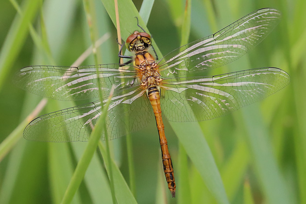 Blutrote Heidelibelle (Sympetrum sanguinieum M frisch, 15.6.2025) Sympetrum sanguinieum