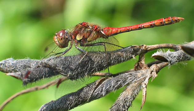 Große Heidelibelle (Sympetrum striolatum, 9.9.2003) Sympetrum striolataum