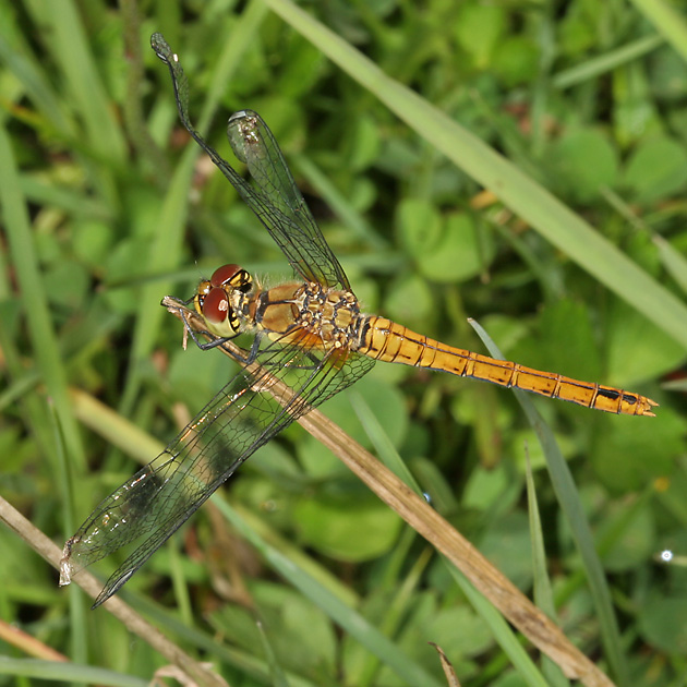 Große Heidelibelle (Sympetrum striolatum, 1.8.2007) Sympetrum striolatum