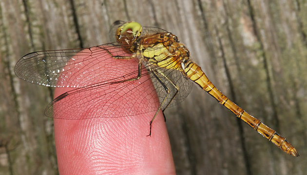 Große Heidelibelle (Sympetrum striolatum, 01.8.2007) Sympetrum striolatum