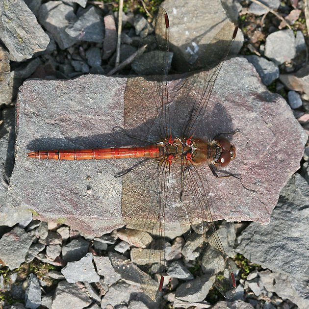 Große Heidelibelle (Sympetrum striolatum, 16.9.2007) Sympetrum striolataum