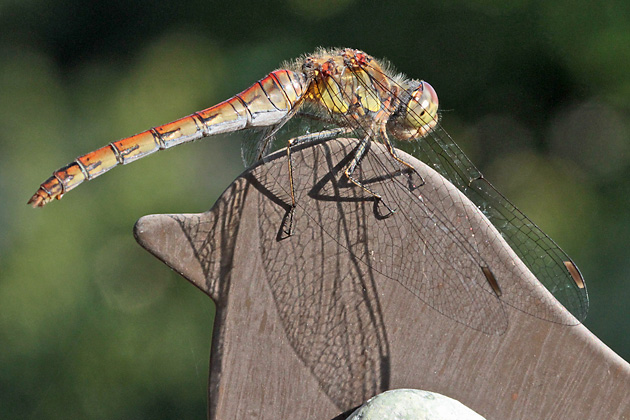 Große Heidelibelle (Sympetrum striolatum, 16.9.2012) Sympetrum striolatum