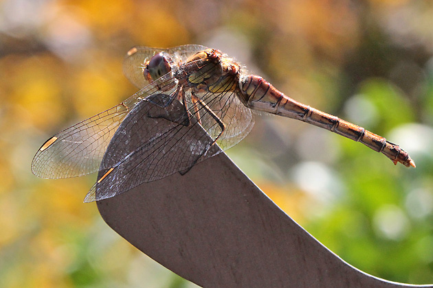 Große Heidelibelle (Sympetrum striolatum, 16.9.2012) Sympetrum striolatum
