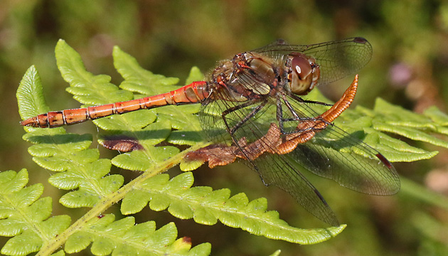 Große Heidelibelle (Sympetrum striolatum, 16.9.2012) Sympetrum striolatum