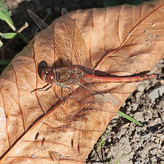 Sympetrum striolataum