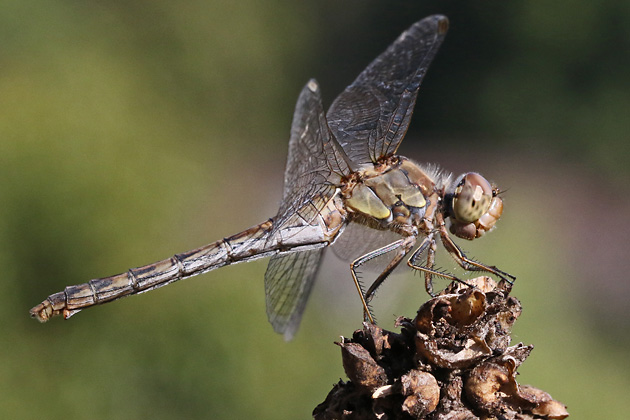 Große Heidelibelle (Sympetrum striolatum, 16.9.2012) Sympetrum striolatum