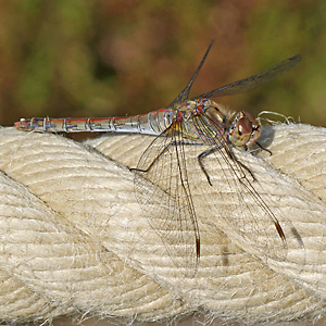 Große Heidelibelle (Sympetrum striolatum, 12.9.2022) Sympetrum striolatum