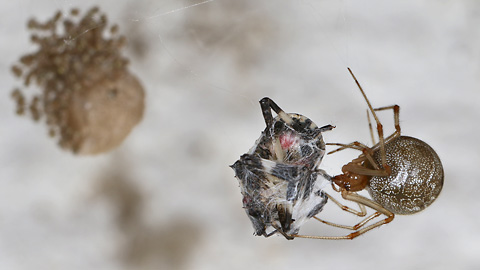 Parasteatoda tepidariorum (22.09.2024) Parasteatoda tepidariorum