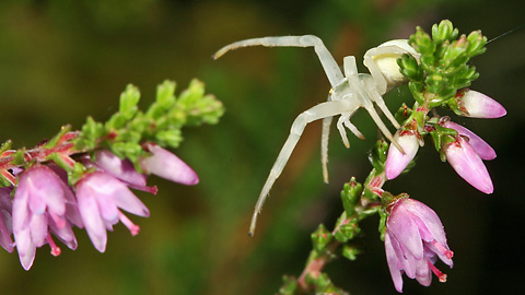 Misumena vatia (31.08.2008) Misumena vatia