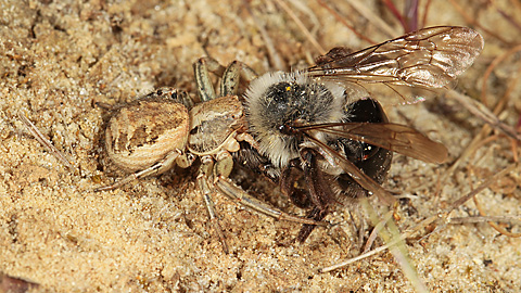Xysticus cristatus W (26.04.2015) spinne