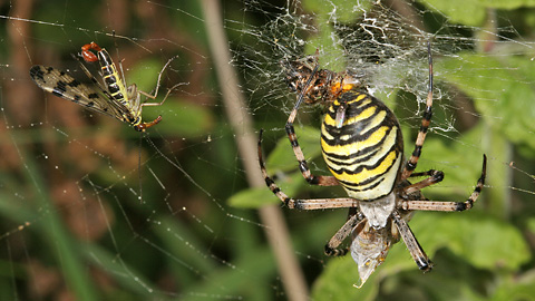 Evarcha arcuata