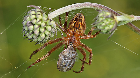 Gartenkreuspinne M (13.8.2015) Gartenkreuspinne