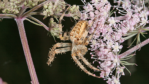 Phalangium opilio