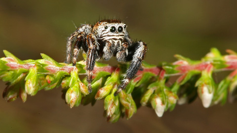 Springspinne Evarcha arcuata W (3.8.2008) Zebraspringspinne