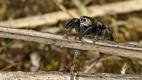 Springspinne Evarcha arcuata M (30.8.2016) Evarcha arcuata
