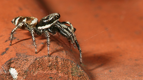Zebraspringspinne M (Salticus scenicus, 30.5.2009) Zebraspringspinne M